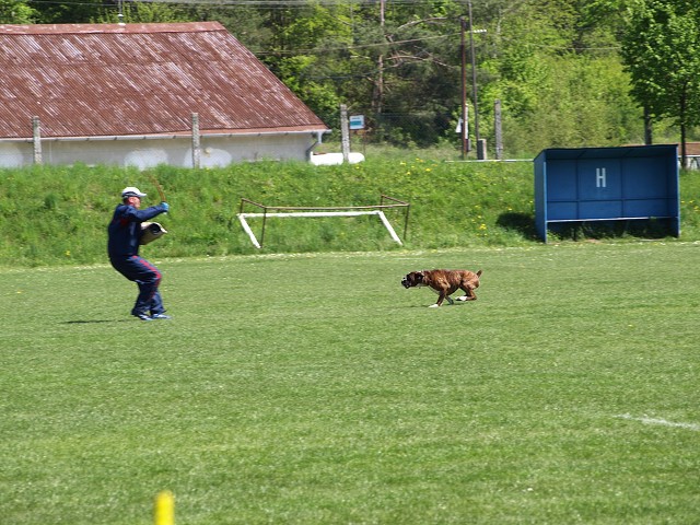 www.atibox.net * www.euroboxer.eu * www.boxergenealogia.eu